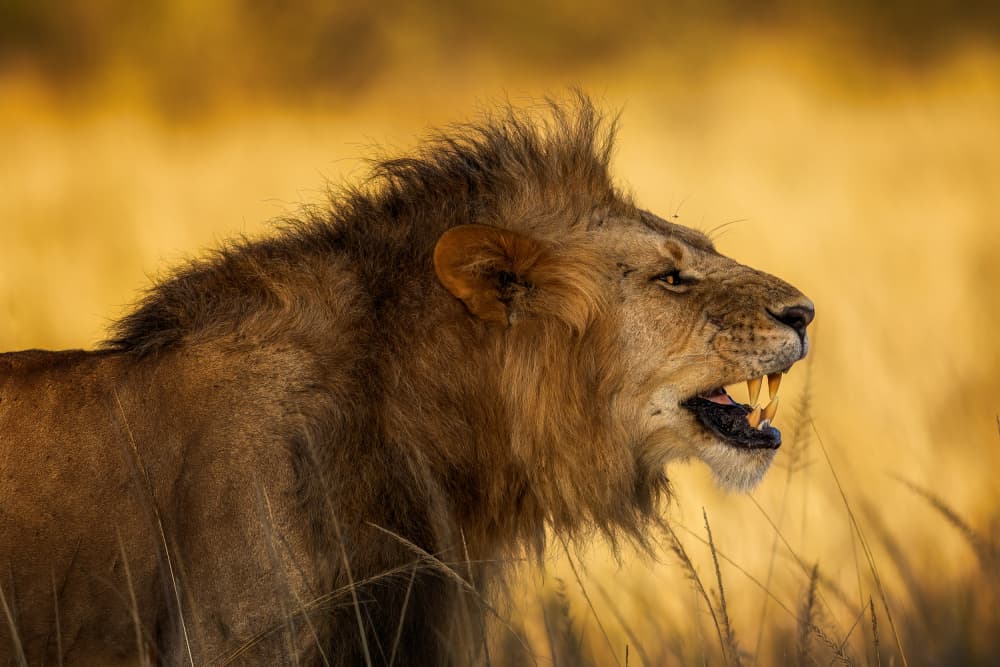 Fierce Golden Lion by Faisal ALnomas — canvas wall art