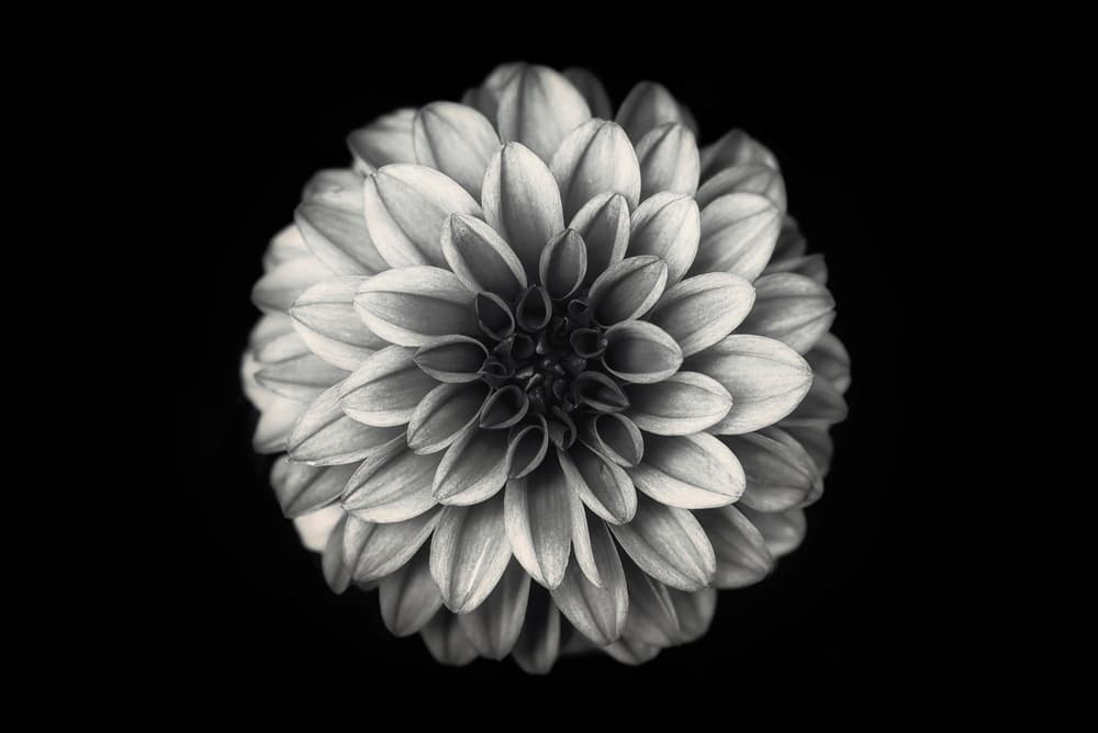 Monochrome Dahlia Bloom by Lotte Grønkjær — canvas wall art