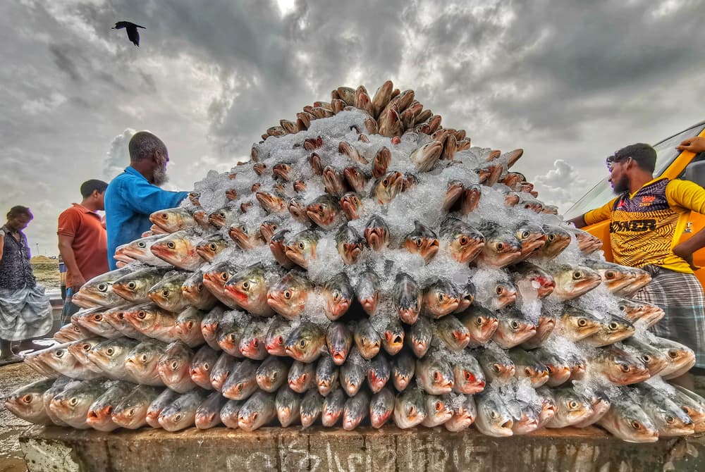 Fresh Fish Market Pile by Azim Khan Ronnie — canvas wall art