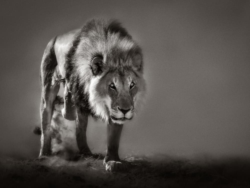 Powerful African Lion by Nichole Chen — canvas wall art