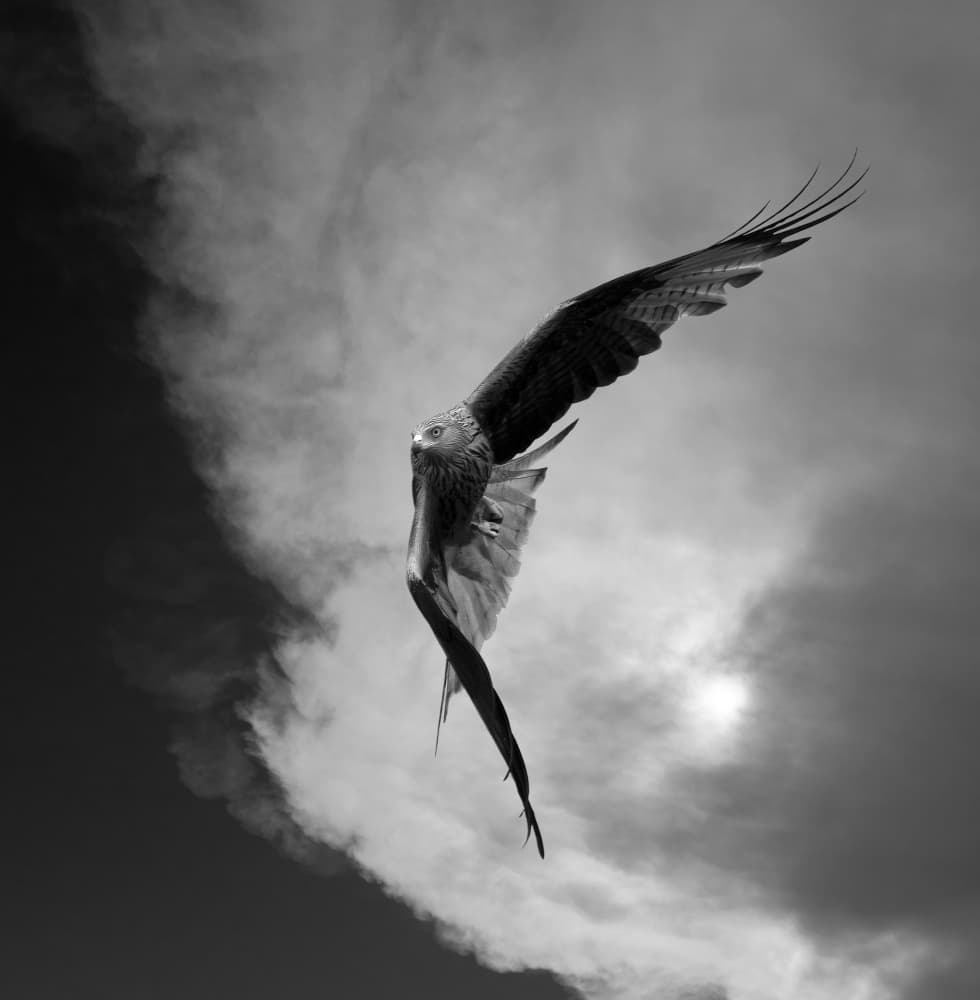 Majestic Bird Soaring by Erik Engström — canvas wall art