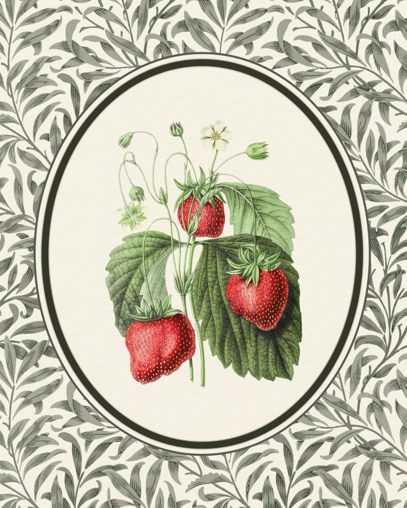 Vintage Strawberry Botanical by Wild Violets — canvas wall art