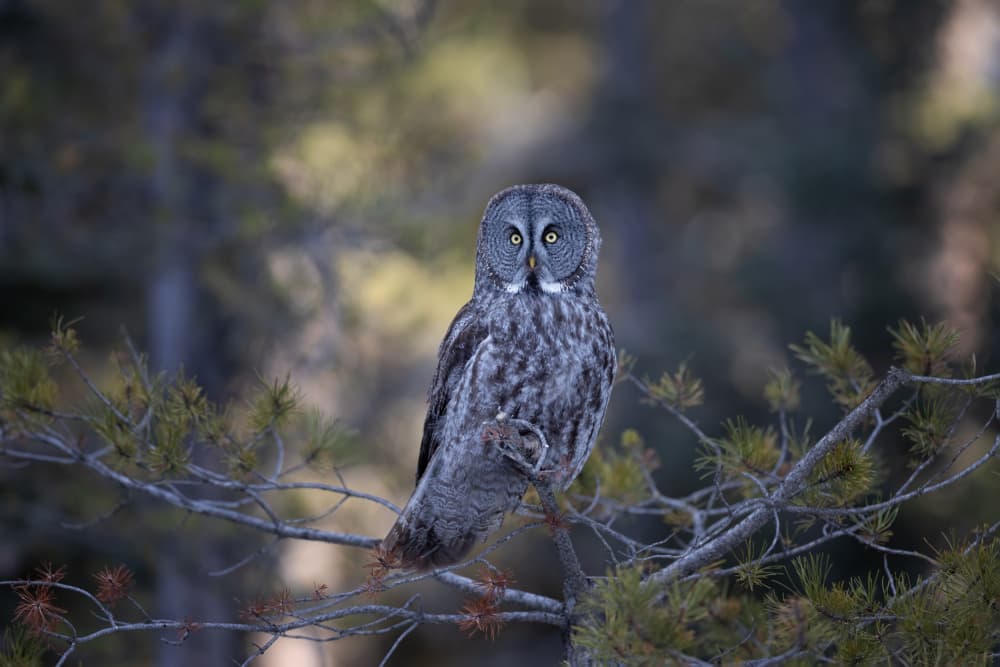 Majestic Forest Owl by Max Wang — canvas wall art