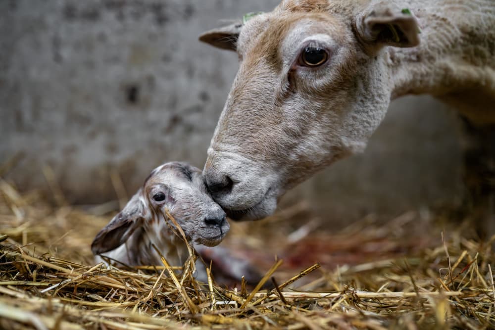 Mother Sheep Newborn Lamb by Gert van den Bosch — canvas wall art