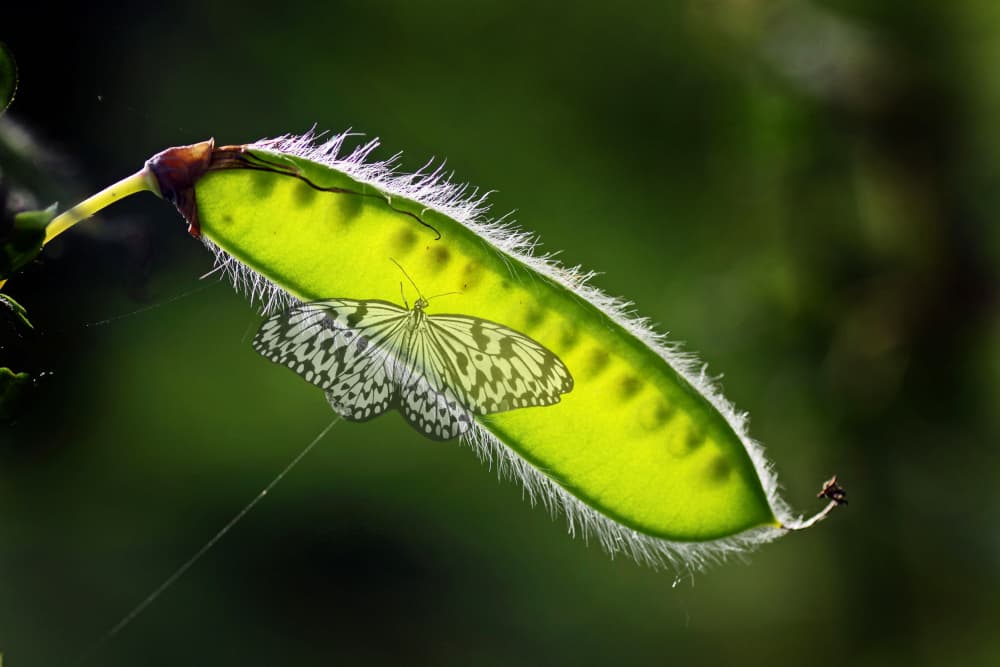 Green Pod Butterfly by Anna Cseresnjes — canvas wall art