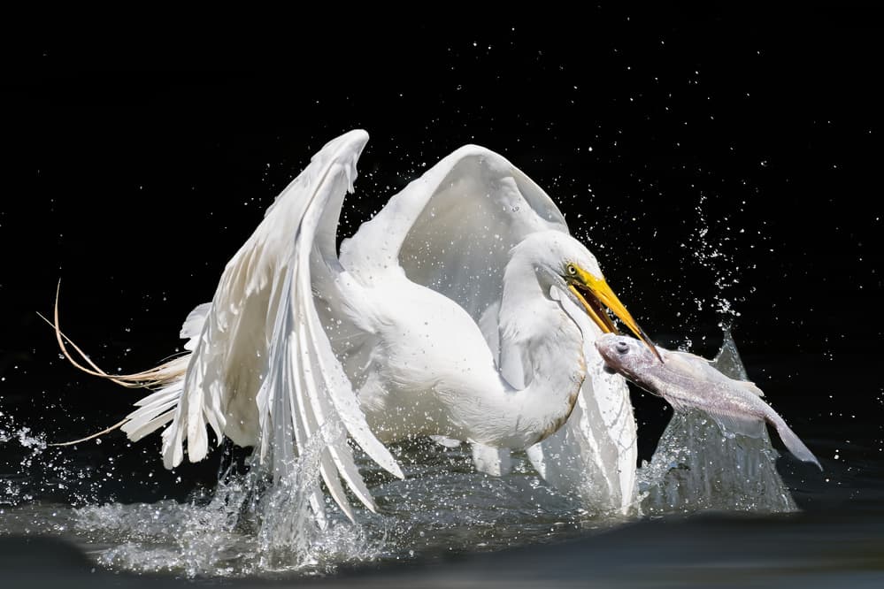 Egret's Dramatic Catch by Alex Li — canvas wall art