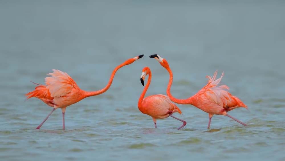 Graceful Pink Flamingos by Rob Li — canvas wall art
