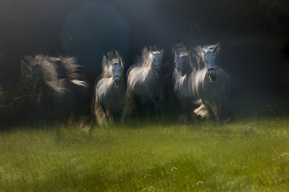Galloping White Horses by Milan Malovrh — canvas wall art