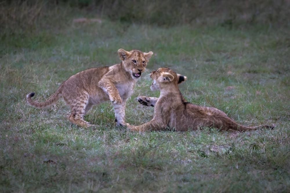 Playful Lion Cubs by Mark Strom — canvas wall art
