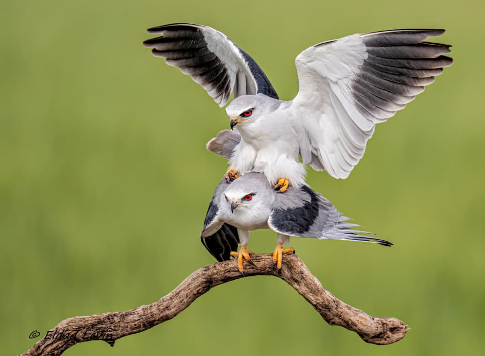 Mating White Kites by Eldad Levin — canvas wall art