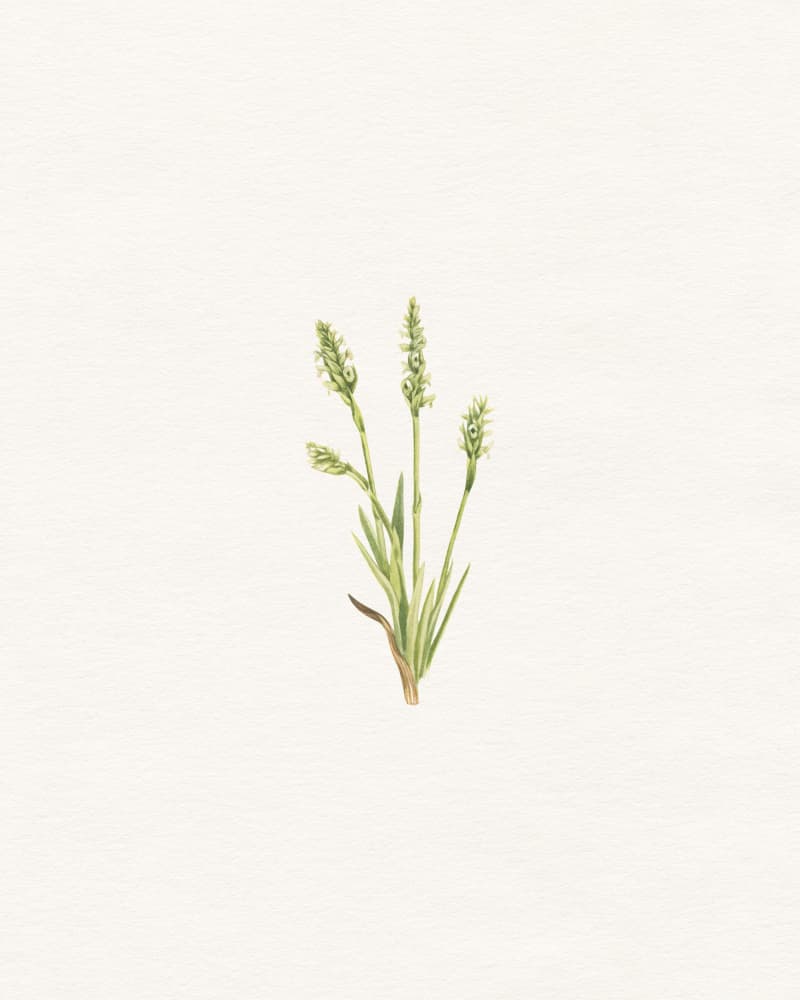 Delicate Green Plant by Wild Violets — canvas wall art