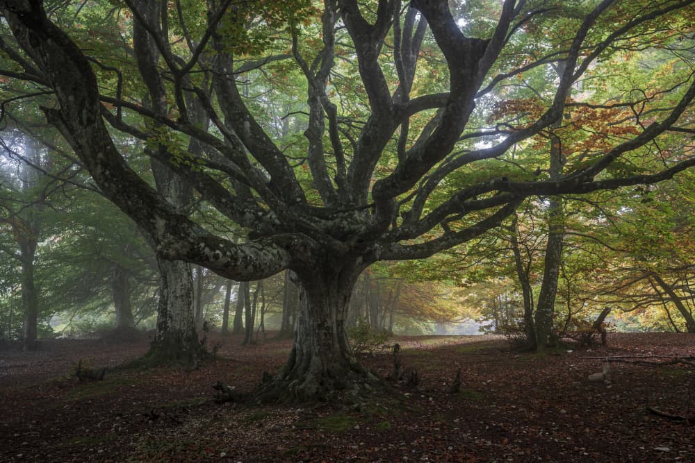 Ancient Misty Forest by Sergio Barboni — canvas wall art