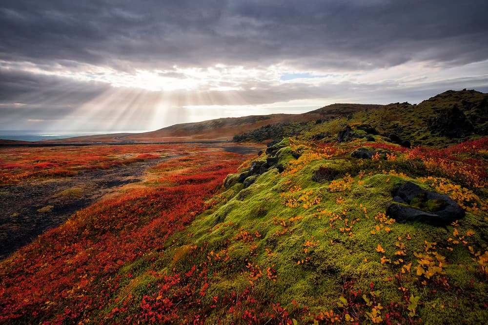 Autumn Rays Over Moss by Þorsteinn H. Ingibergsson — canvas wall art