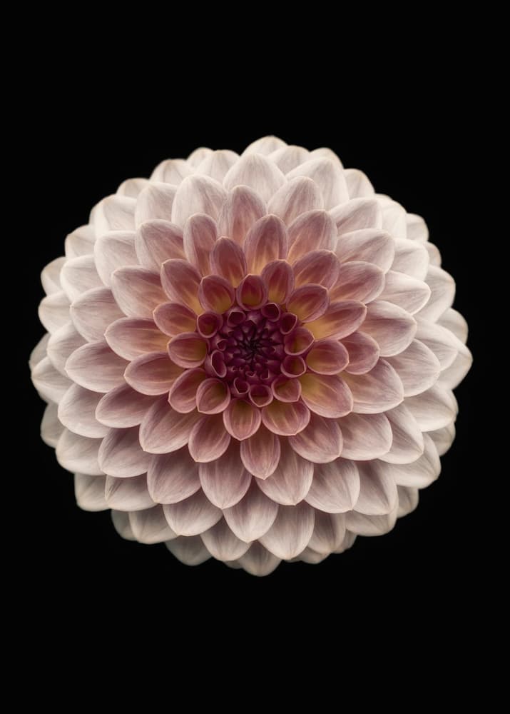 Elegant Dahlia Bloom by Lotte Grønkjær — canvas wall art