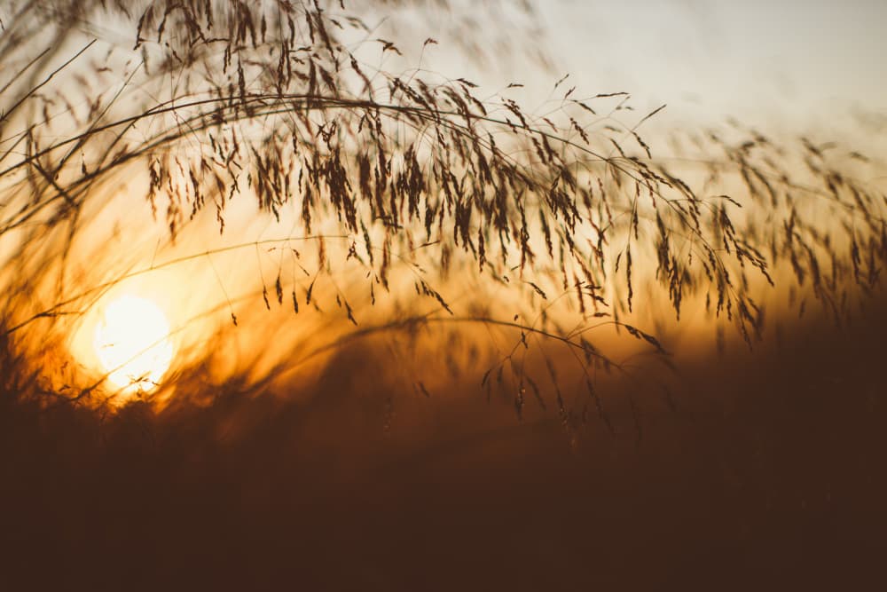 Golden Hour Grass by Javier Pardina — canvas wall art