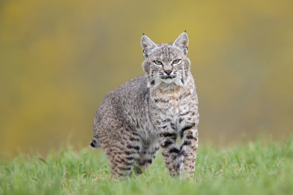Watchful Wild Bobcat by Bill Lu — canvas wall art