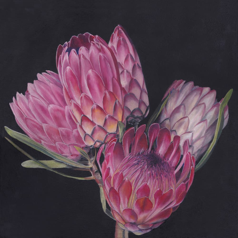 Exotic Pink Proteas by Viccy Wanliss — canvas wall art