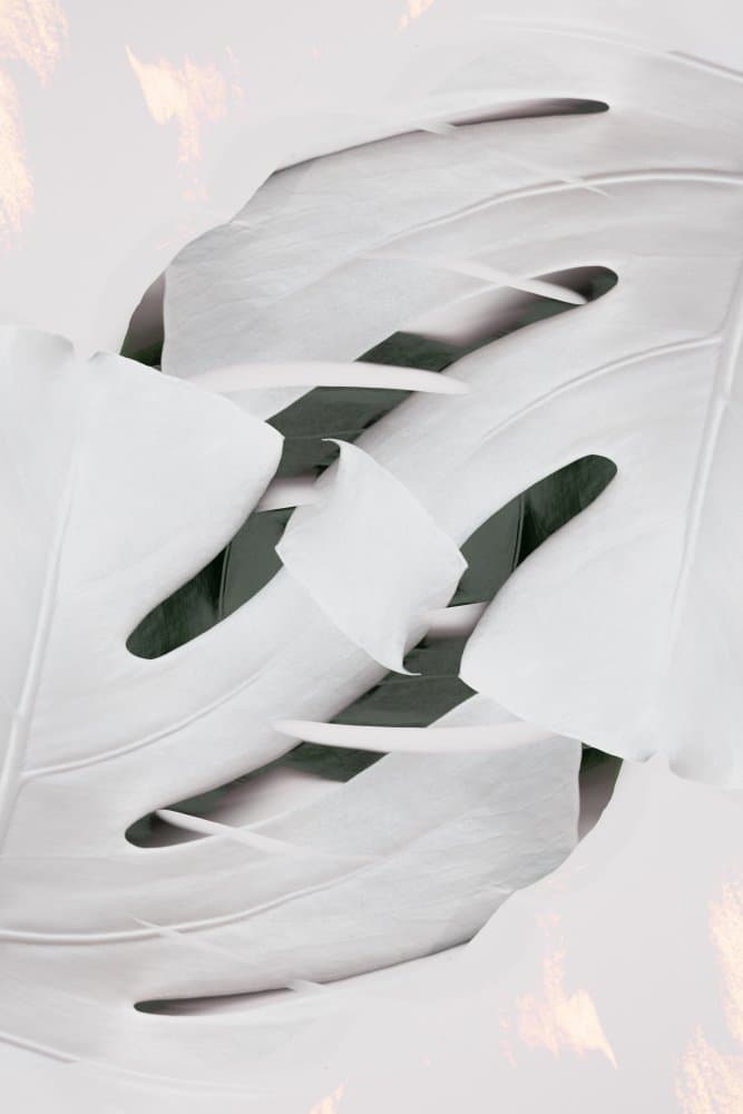 Pristine White Monstera by Pictufy Studio III — canvas wall art