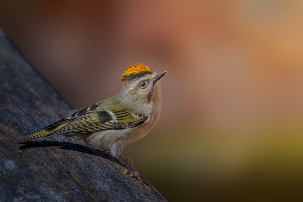 Golden Crest Bird by Jacob (Jian) Xu — canvas wall art