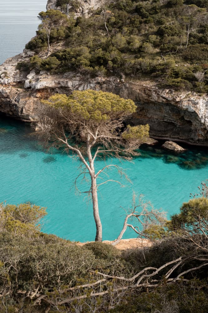 Coastal Pine Azure Waters by Henrike Schenk — canvas wall art