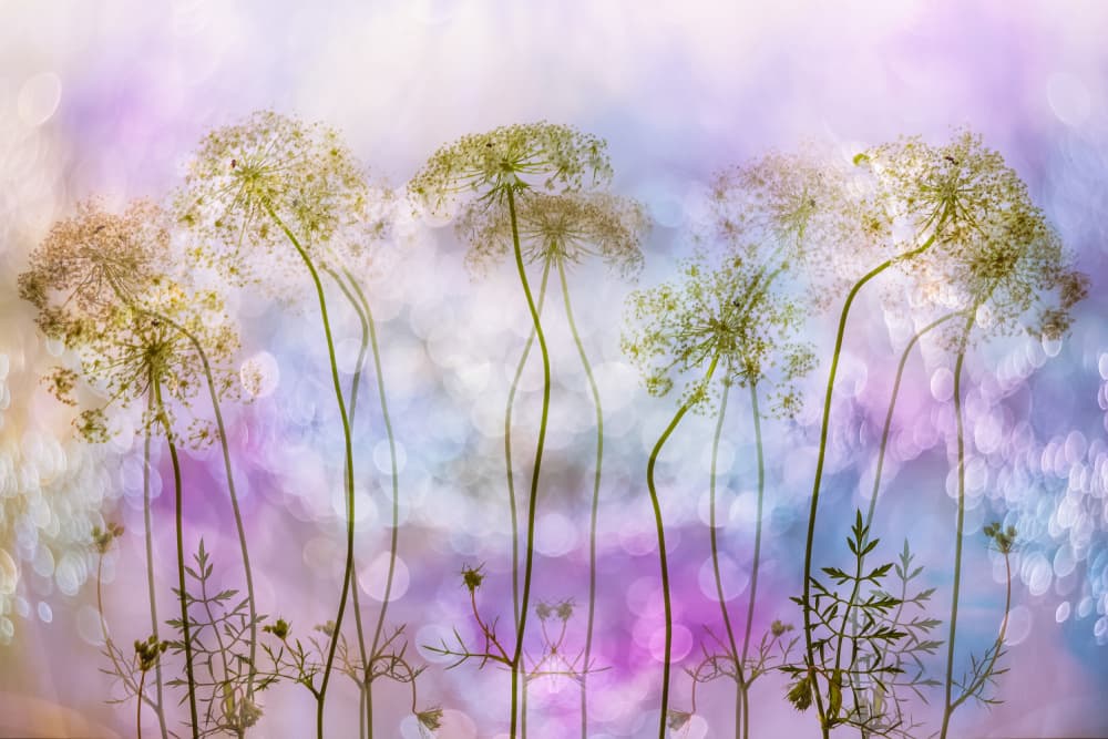 Ethereal Floral Bokeh by Hilda van der Lee — canvas wall art