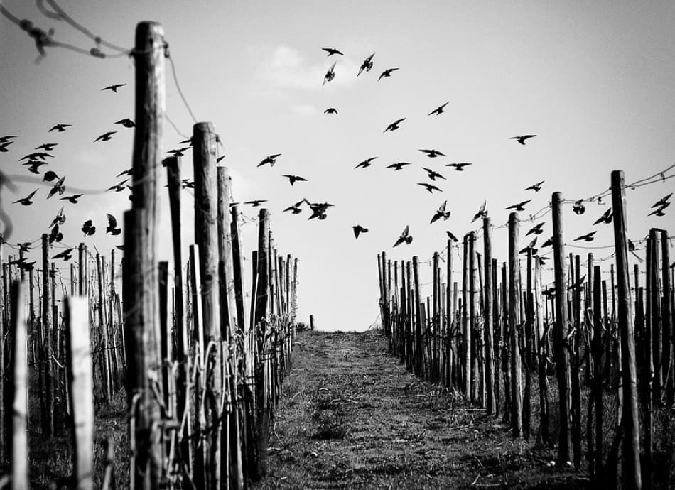 Birds Over Vineyard by Jürgen Hartlieb — canvas wall art