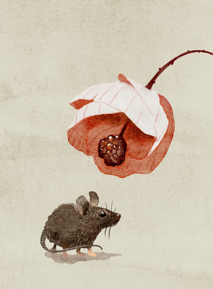 Mouse and Flower by Katie O'Shea — canvas wall art