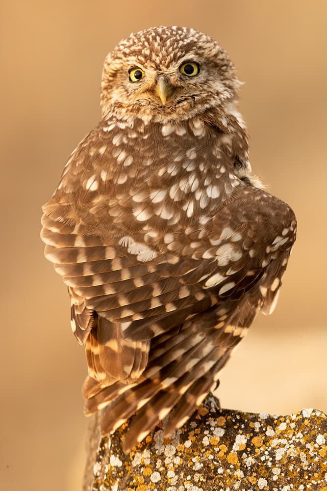 Curious Little Owl by Joan Gil Raga — canvas wall art