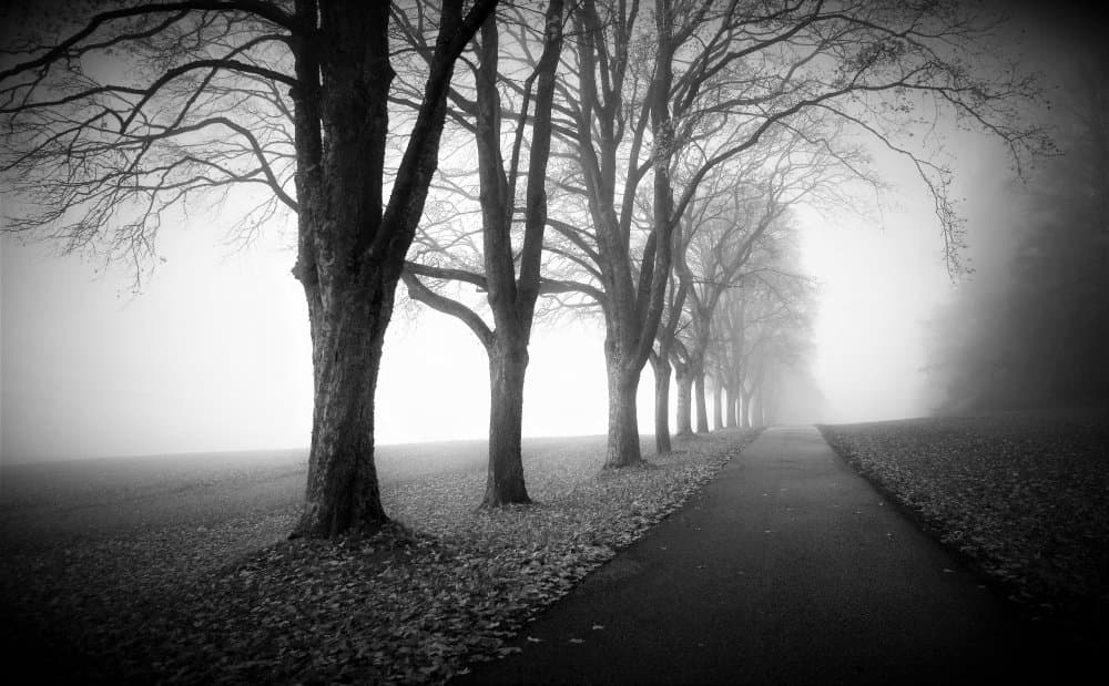 Misty Tree Path by Irma Warth — canvas wall art