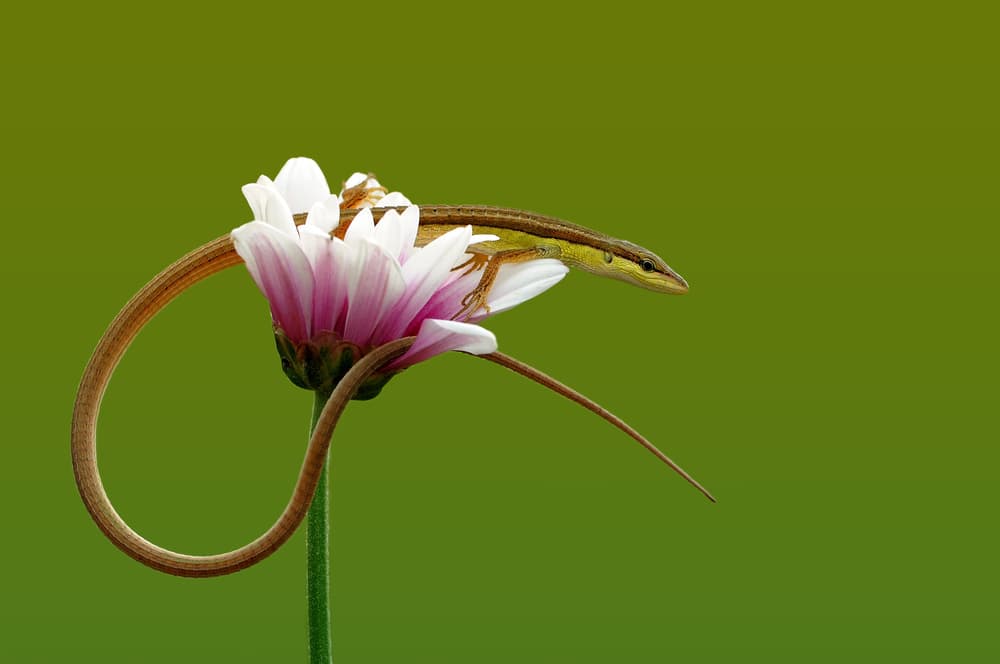 Lizard On Pink Flower by Edy Pamungkas — canvas wall art