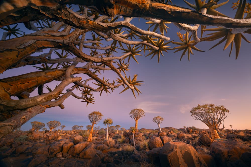 Desert Quiver Tree Sunset by Karol Nienartowicz — canvas wall art