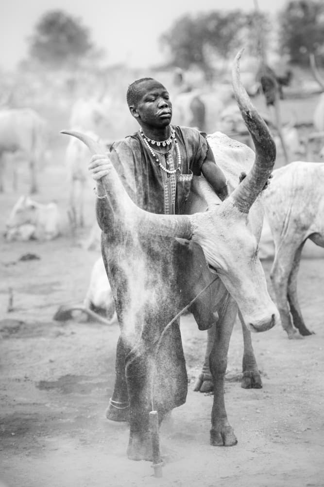 Boy and Longhorn Cow by Trevor Cole — canvas wall art