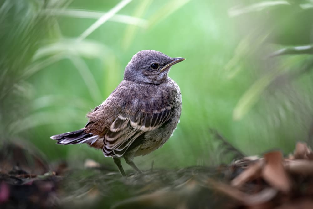 Young Bird in Green by Atul Saluja — canvas wall art
