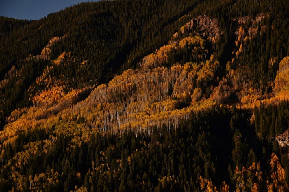 Golden Forest Slopes by Del Mundo Imagery — canvas wall art