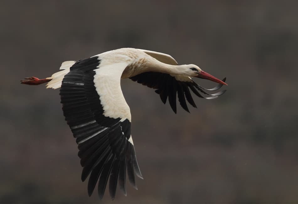 Graceful Stork in Flight by Nicolás Merino — canvas wall art