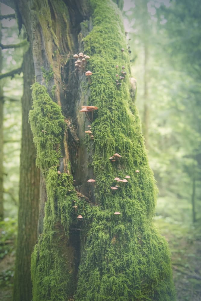 Enchanted Forest Trunk by Lynann Colligan — canvas wall art