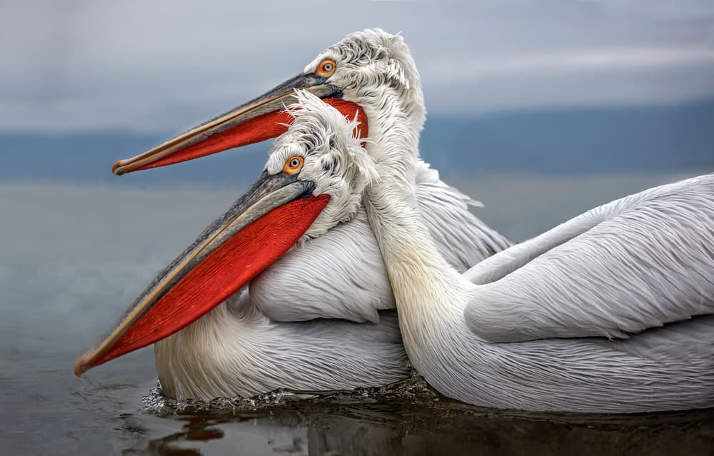 Tender Pelican Embrace by Xavier Ortega — canvas wall art