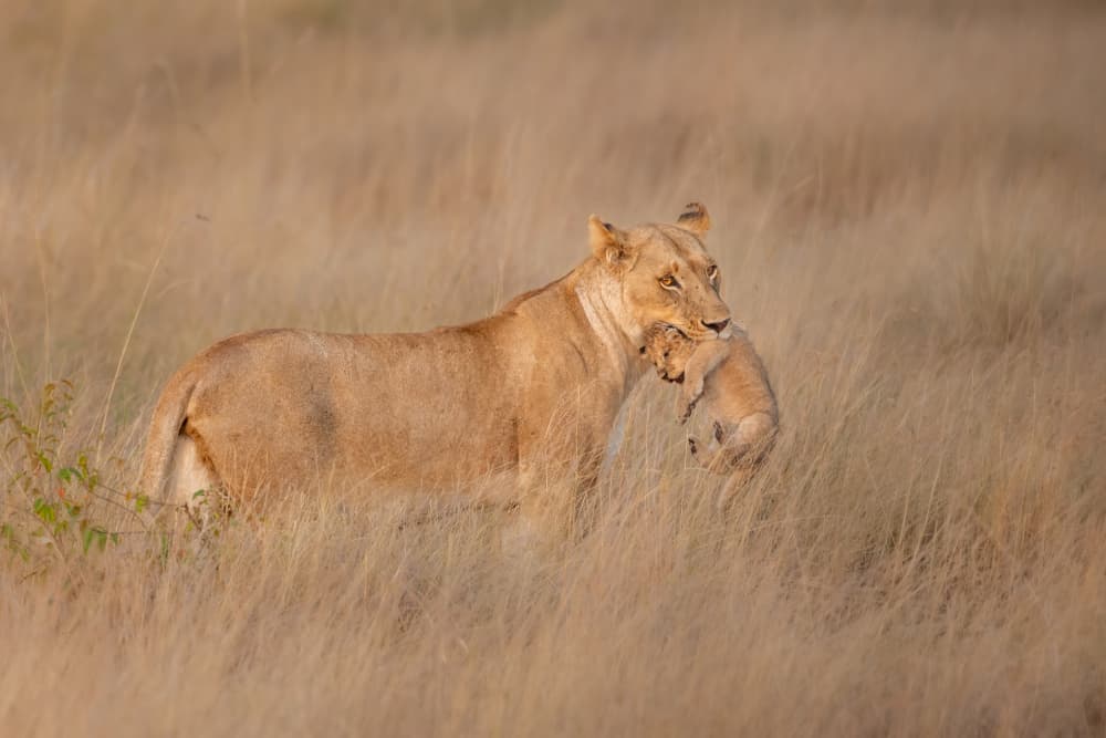 Protective Lioness With Cub by Mark Strom — canvas wall art