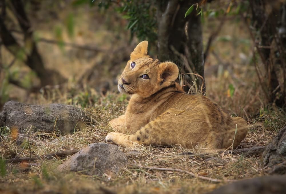Curious Lion Cub Gaze by Jeffrey C. Sink — canvas wall art