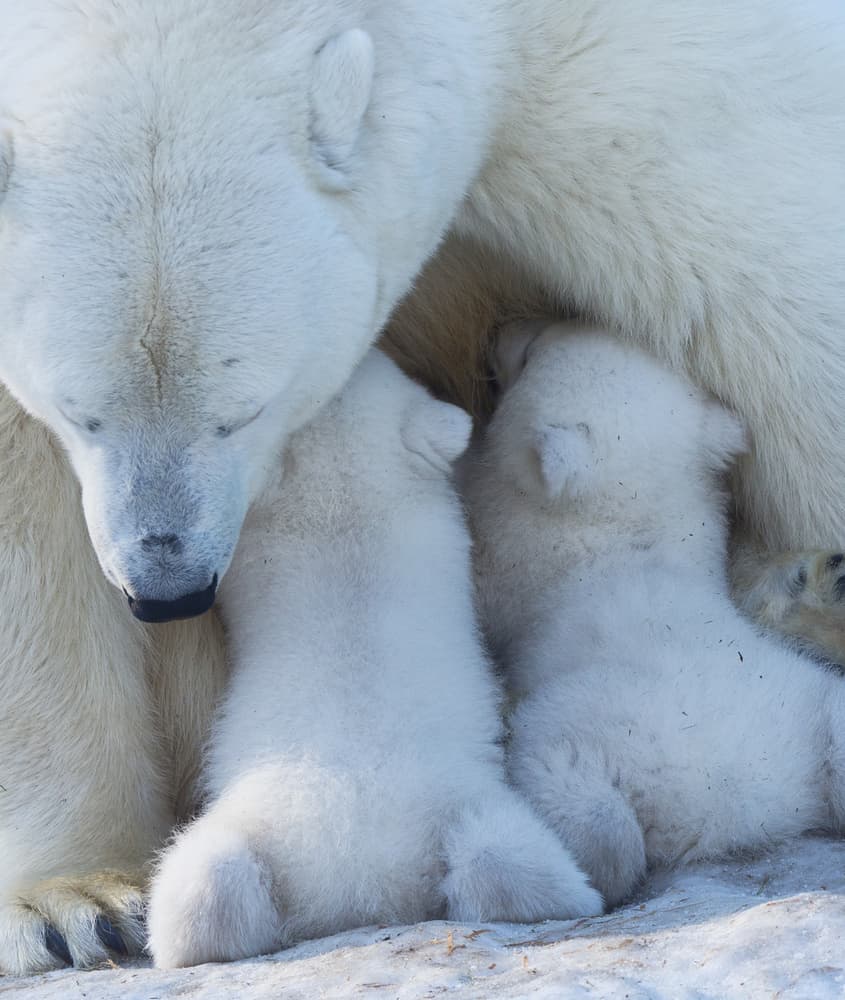 Mother Polar Bear And Cubs by Anton Belovodchenko — canvas wall art
