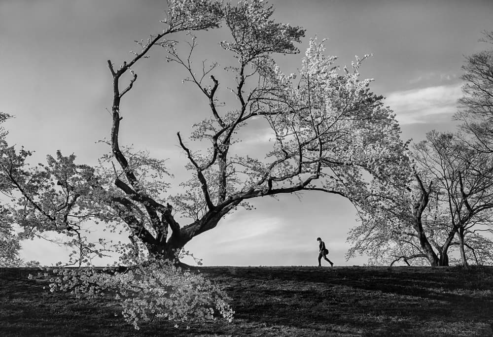 Man Beneath Blossom Trees by Haruyo Sakamoto — canvas wall art