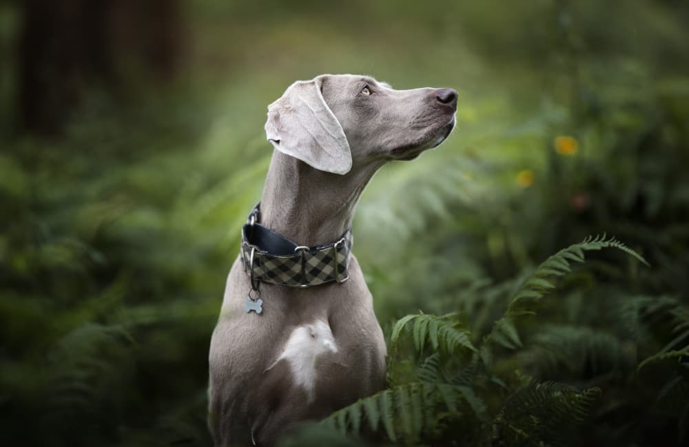Elegant Weimaraner Portrait by Alfonso maseda varela — canvas wall art