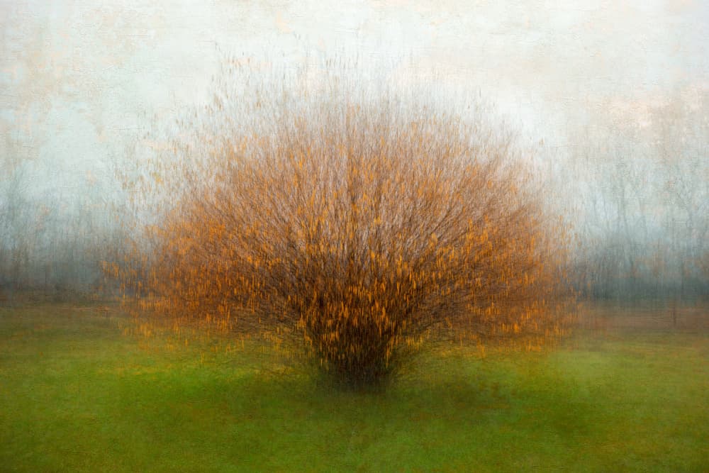 Dreamy Autumn Tree by Fiorenzo Carozzi — canvas wall art