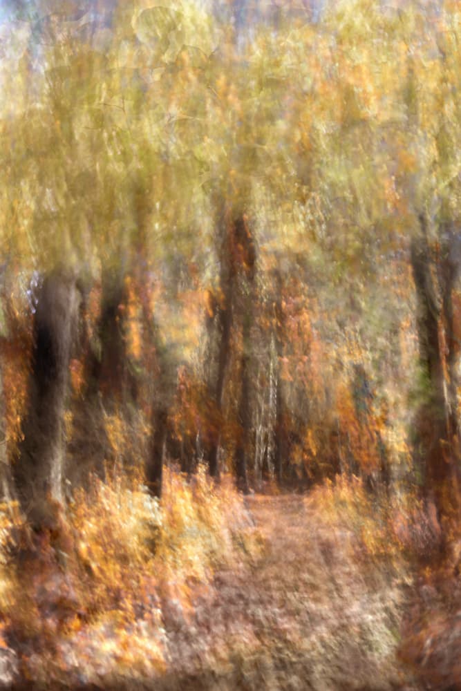 Vibrant Autumn Forest Path by Christina Sillen — canvas wall art