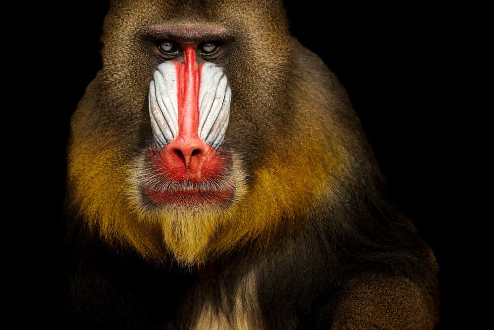Powerful Mandrill Stare by Piet Haaksma — canvas wall art