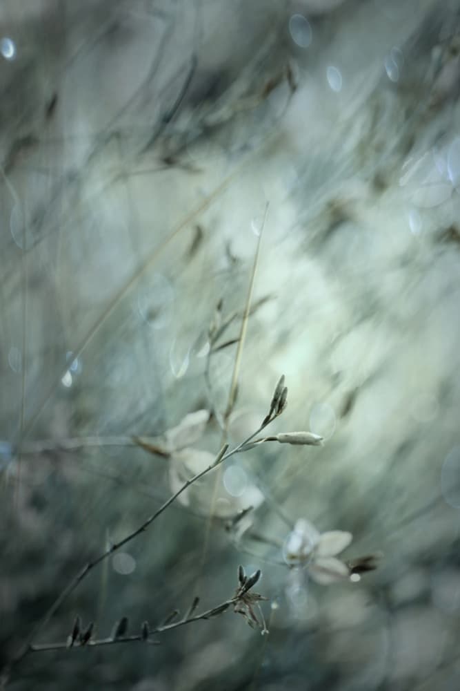 Dreamy Floral Bokeh by Delphine Devos — canvas wall art