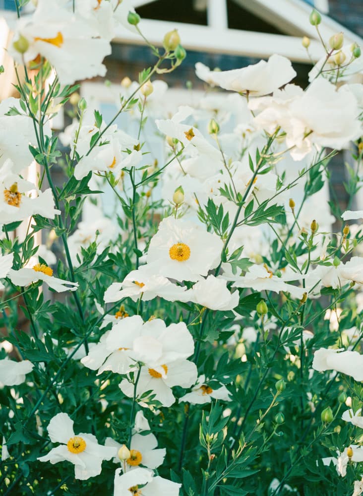 White Garden Flowers by Bethany Young — canvas wall art