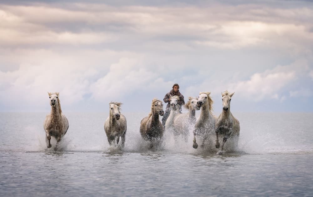 Horses Running Through Water by Antoni Figueras — canvas wall art