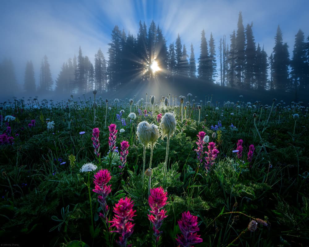 Misty Flower Meadow Sunrise by Johnny Zhang — canvas wall art