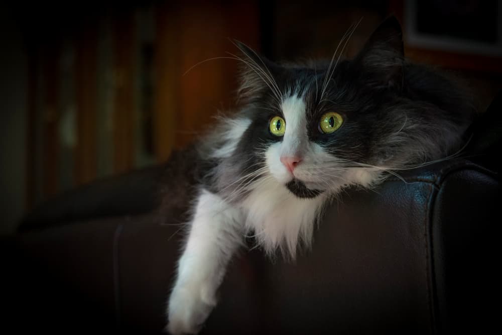 Fluffy Black and White Cat by Emanuel Papamanolis — canvas wall art